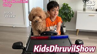 Adventures with Dhruvil: A Dog's Journey!!!! #dog #dogs #doglover #teddy