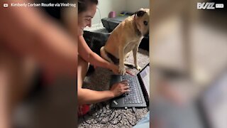 Dog interrupts work when she wants attention