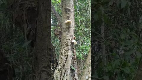 Australian rare Mushrooms 🍄