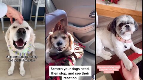 Stop Scratching or Petting Your Dog and See Their Reactions | Their Reaction is Adorable and Tragic