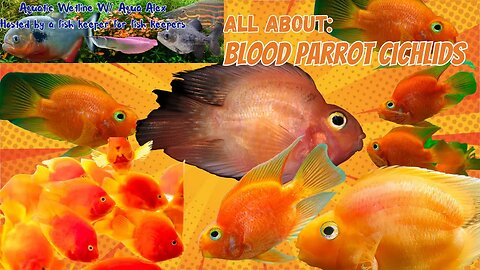 Aquatic Wetline W/ Aqua Alex: All About Blood Parrot Cichlids
