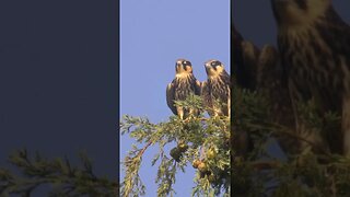 seen these BIRDS in Jerusalem
