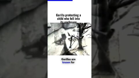 Gorilla Protecting a Child Who Fell into its Enclosure