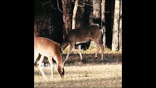 Deer eating