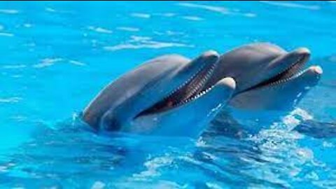 Playful Dolphin Spits Water at Human Friend