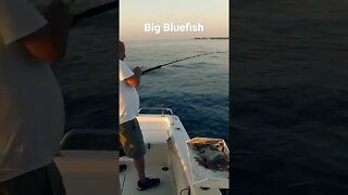 Fishing for Bluefish on live bait #bluefish #fishing #shorts