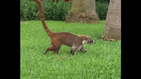 It's a raccoon... It's a monkey... No, it's a Coati