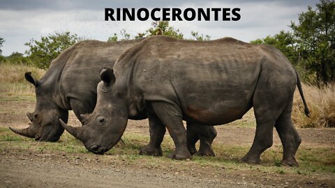 Rinocerontes