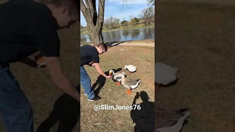 Feeding #geese #goose