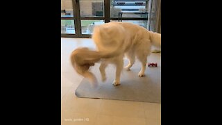 Angry doggy totally attacks all the stuffed animals