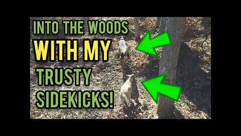 Into the Woods With my Trusty Sidekicks - Ann's Tiny Life