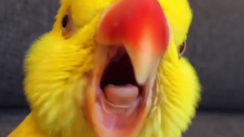 Parrot crows exactly like a rooster