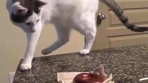 Kitty Is Baffled By Donut On The Kitchen Stand, Gives Hilarious Reaction