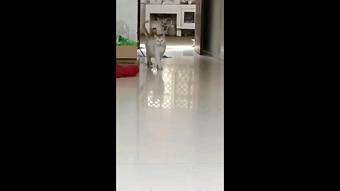 funny cat walk 😺😺🐈🐈