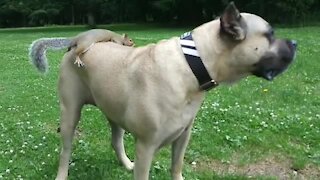 Coolese squirrel ever uses big dog as very own Uber ride