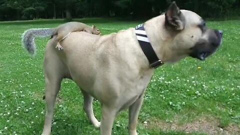 Coolese squirrel ever uses big dog as very own Uber ride