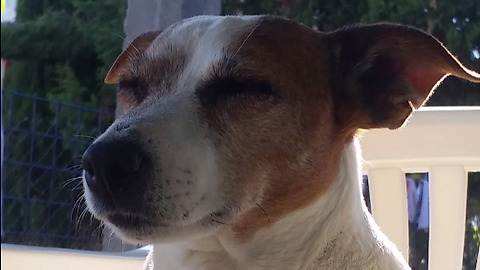 Relaxed Dog Falls Asleep Sitting Up