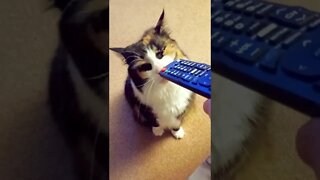Cat and Remote