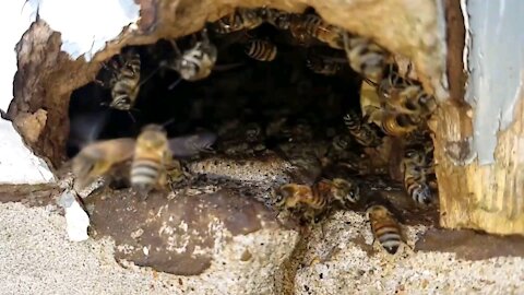 Close Up Bee's in Slow Motion