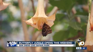Butterfly Jungle opens
