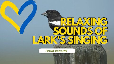 Relaxing Sounds of Lark's Singing