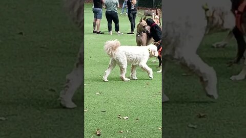 Great Dane tidies up the dog park and lets the other dog know he's the big boss.