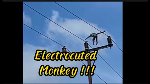 monkey gets electrocuted!!!