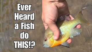 You won't believe the sound this fish made!!