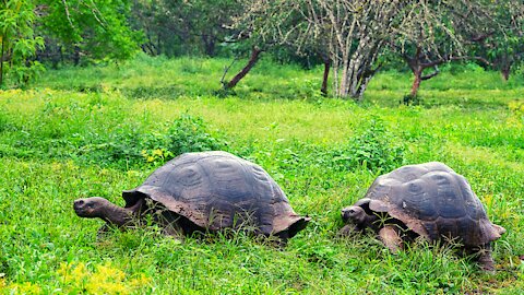 Galapagos Islands