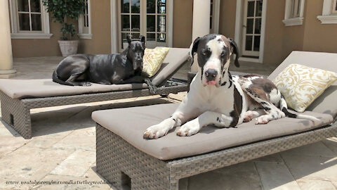 Happy Great Danes Chill Out On The Patio Loungers