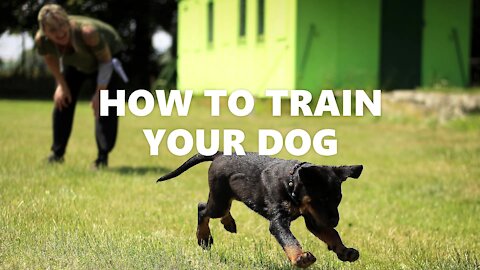 Best dog training video| 5 MINUTES TRAINING RESULT! Read description below.