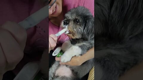 Dog eats Yogurt