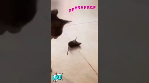 Funny cat scared from mouse 😂😂😂......#shorts #funnycat #cutecat