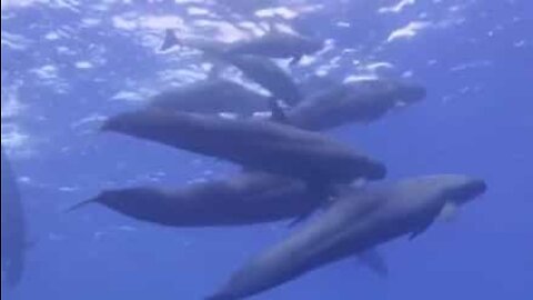 Divers swim with a group of false killer whales