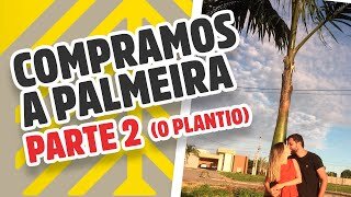 COMPRAMOS A PALMEIRA IMPERIAL - O plantio no terreno (Parte #2)