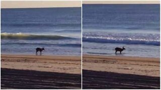 Un chevreuil en vacances à la plage