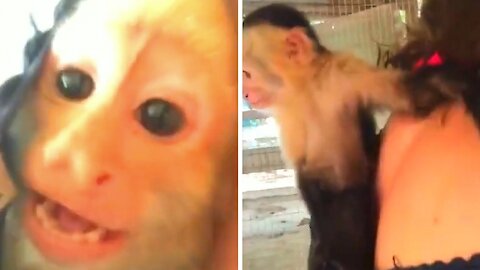 Mischievous monkey coming out of a woman's clothes