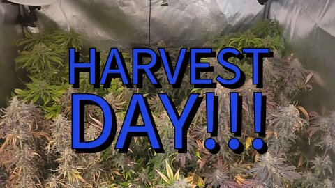 Harvest Day!!!