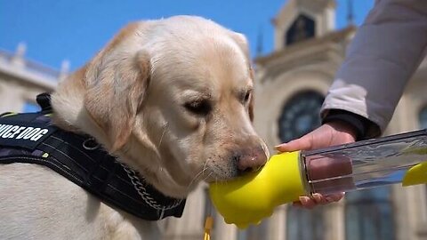 Pet Dog Water Bottle Food Container