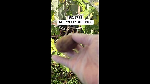fig cuttings