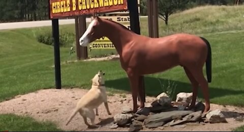 Curious Dog Excited By Fake Horse