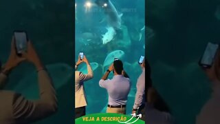 TUBARÃO SELVAGEM DEVORANDO PEIXE #shorts