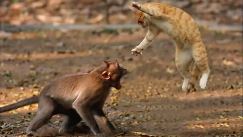 Animal Fight