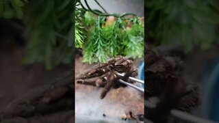 BIG FANGS on the Brazilian Black Tarantula 🕷