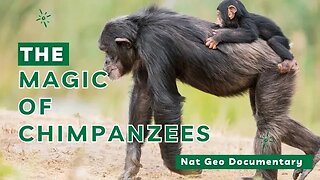 The Enchanting Magic of Chimpanzees Revealed. #Wildlife #video #Nature #Anima #Explore #Photography