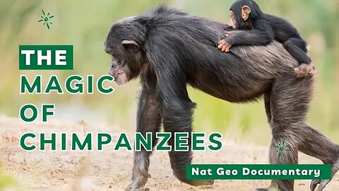 The Enchanting Magic of Chimpanzees Revealed. #Wildlife #video #Nature #Anima #Explore #Photography