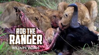 Lions With A Wildebeest Meal | Archive Lion Footage