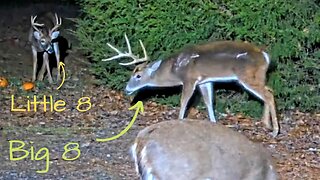 Little 8 pointer meets Big 8 pointer