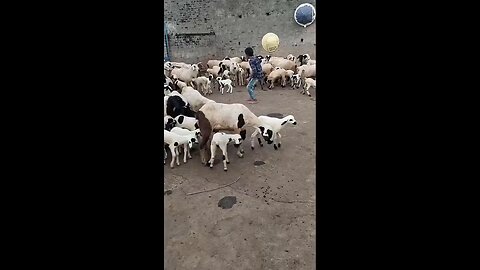 best funniest animal video 2023😁