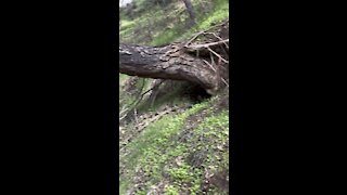 Fallen Pine resting on Oak Above Trail